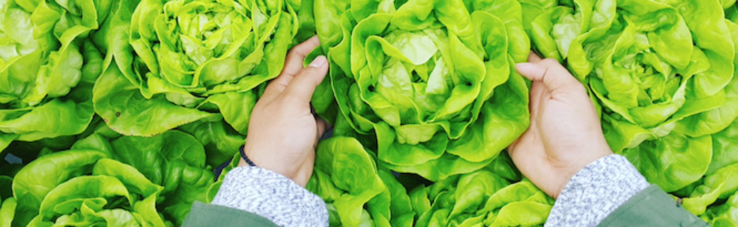 Eating the climate crisis web banner 01